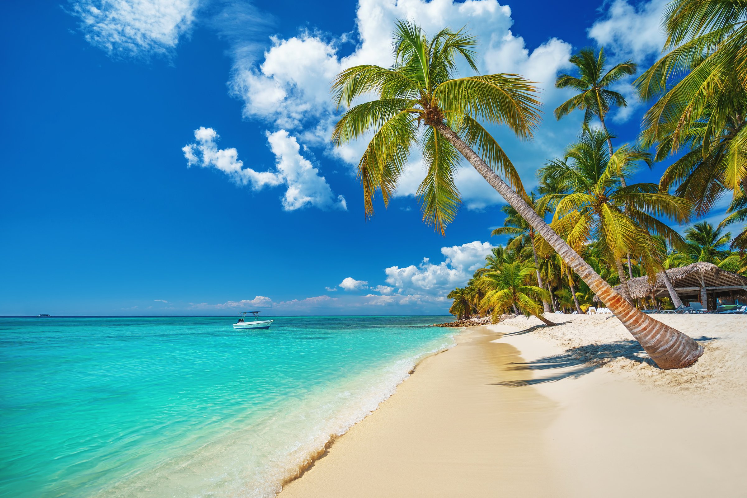 Palm And Tropical Beach In Punta Cana, Dominican Republic