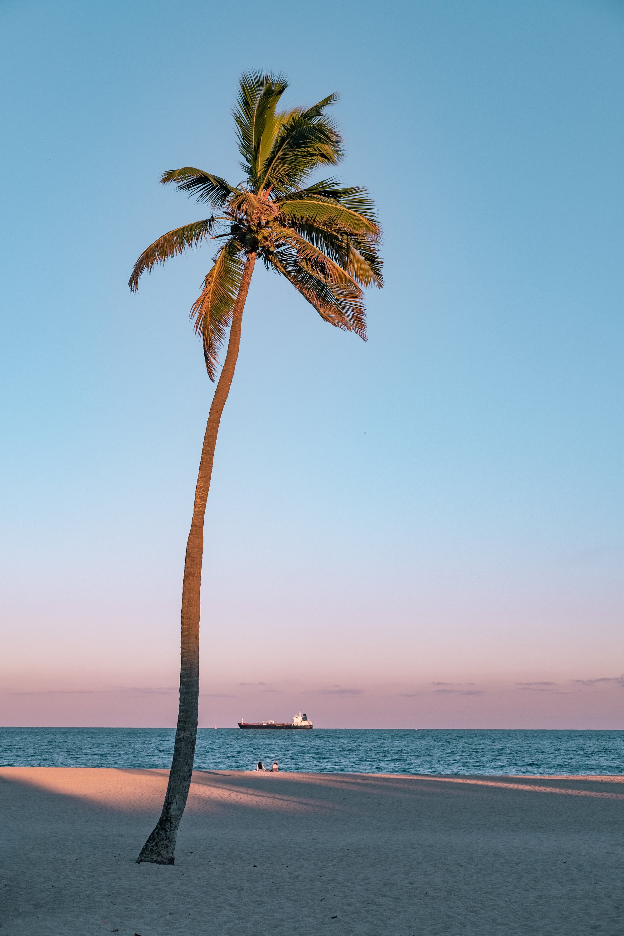 Photo of Coconut Tree On Seashore