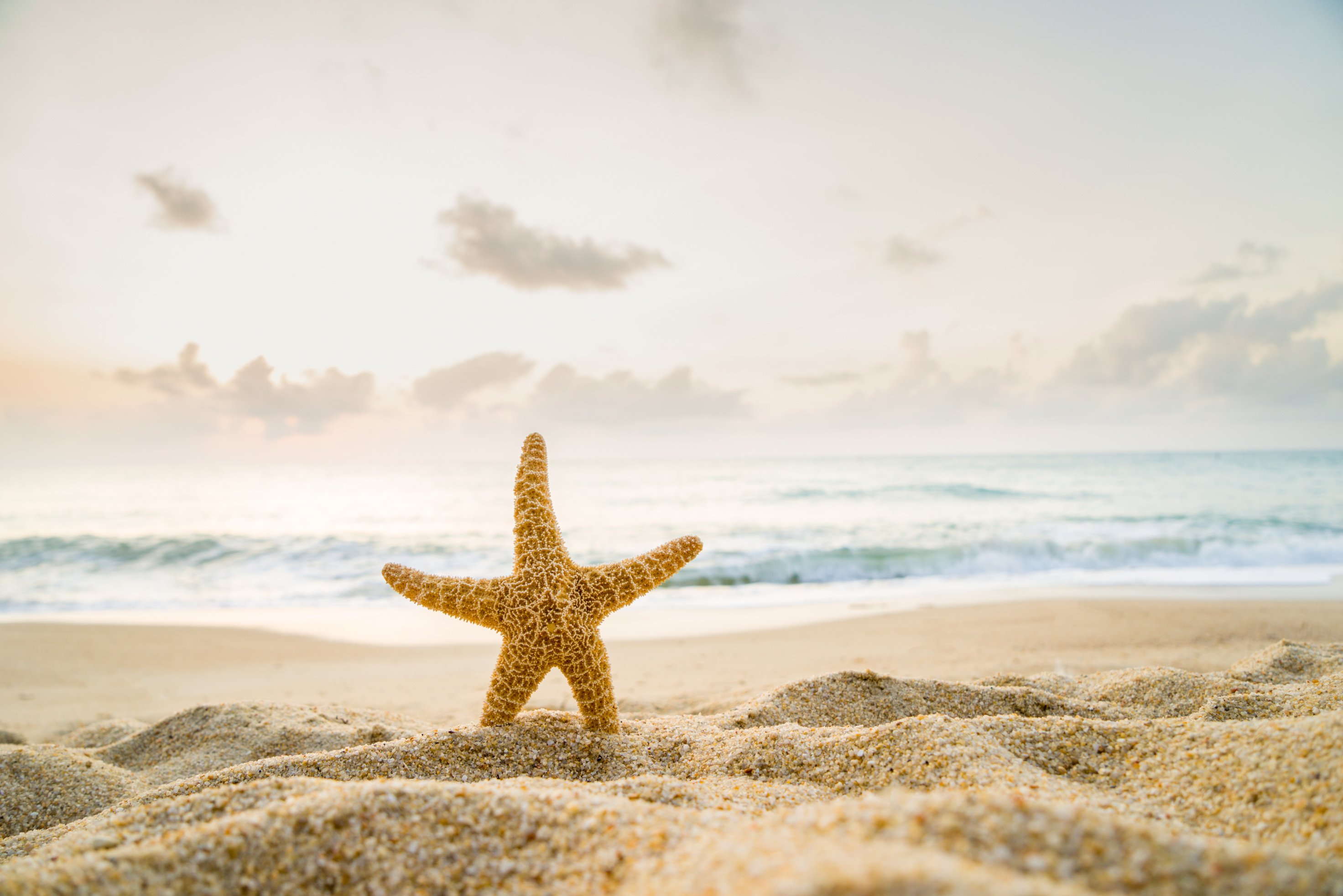 Starfish on the Beach at Sunrise